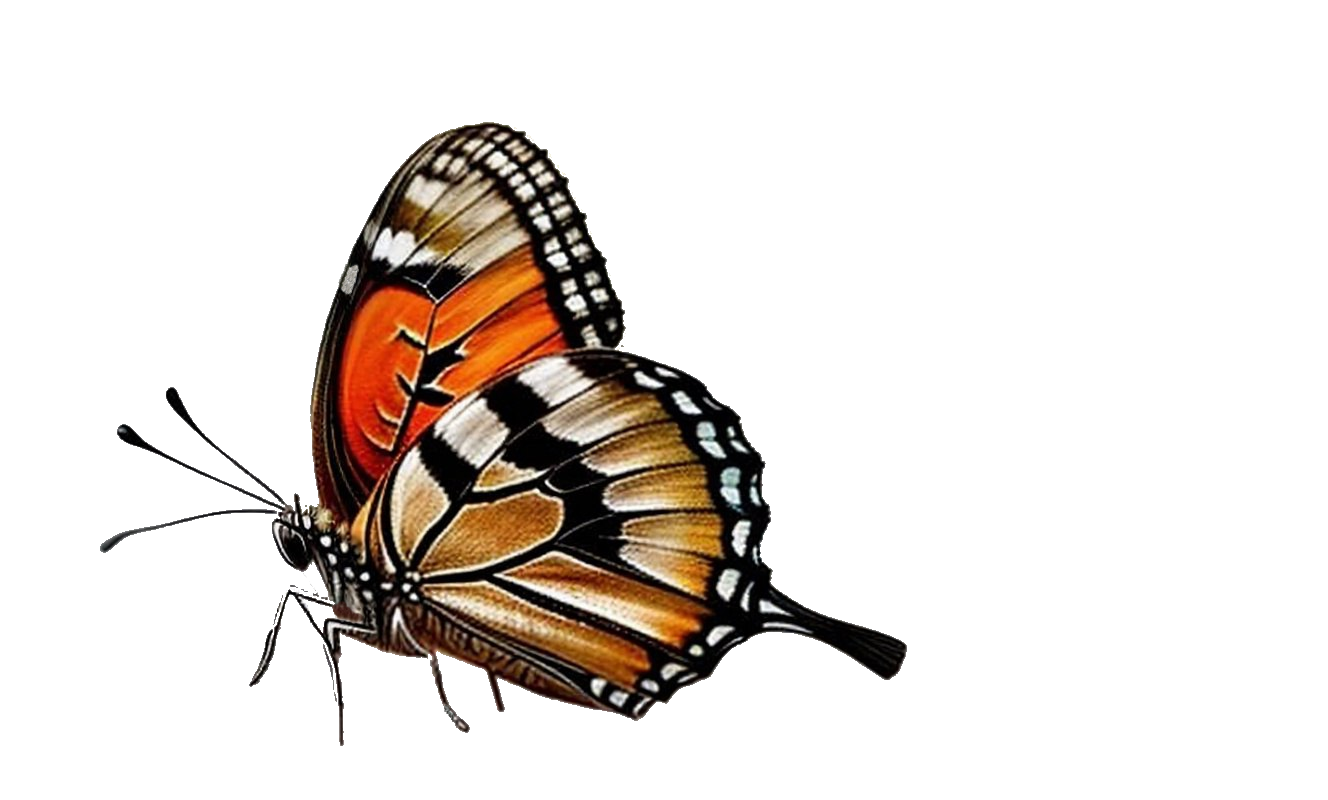 motyl_2025-10-10_21-44-22_bezPozadi